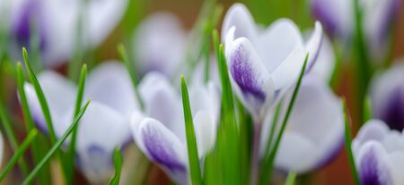 Crocuses closeup macrophotography with shallow depth of field.の写真素材