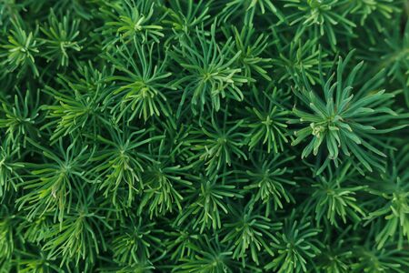 Spring greens. Vegetable green background. Euphorbia cyparissias - cypress spurge..の写真素材