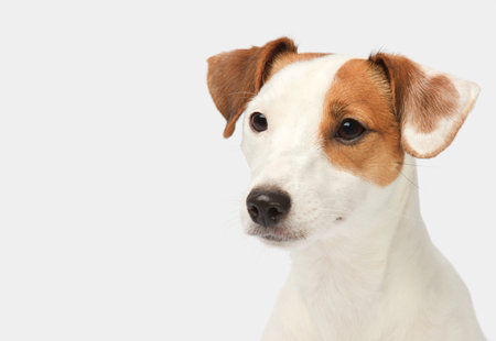 Jack Russell Terrier CloseUp portrait on white background.の写真素材