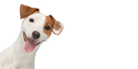Funny dog face isolated. Jack Russell Terrier portrait on white background.の写真素材