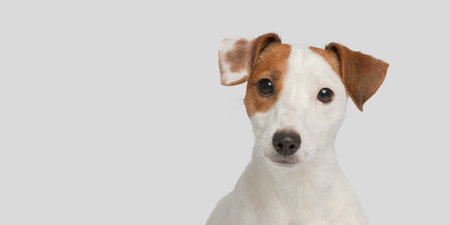 Cute dog on a white background. Close-up portrait of a small dog.の写真素材