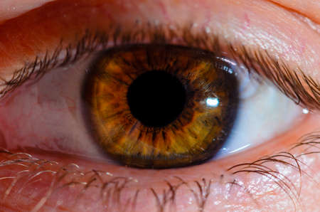 Very close macro photo of human eye. Human eye close-up detail with shallow depth of field.