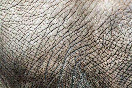 close up from a elephant skinの写真素材