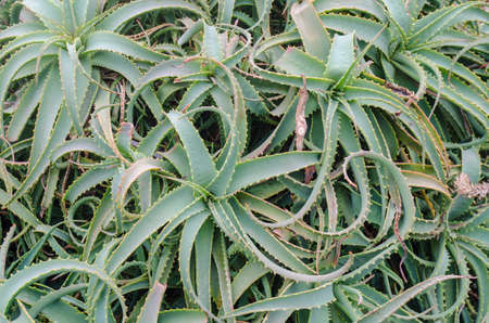 a bunch of green  aloe vera plantsの写真素材