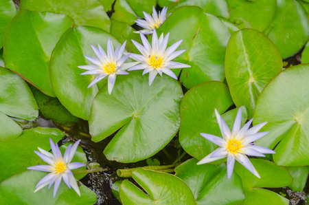mauve and yellow water lily with green leafesの写真素材