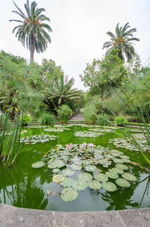 large palms in a park, pond in the foregroundの写真素材