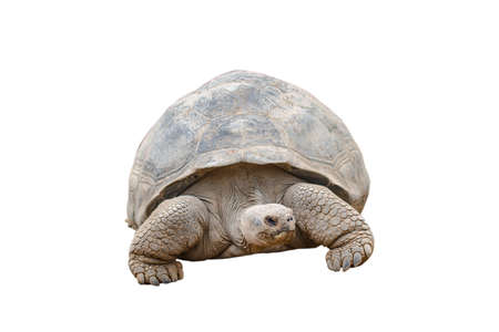 a frontal view of a giant tortoise on white background, isolated