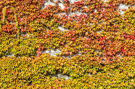 coloured vine leaves in autumn, full frameの写真素材