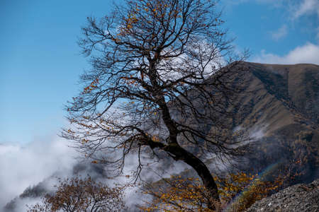 Caucasus, Georgia, Tusheti region, Omalo. Landscape view of a tree in the caucasus mountainsの写真素材
