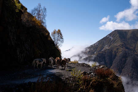 Caucasus, Georgia, Tusheti region, Omalo. A man walks with a herd of horses on the road to Omala - Tushetiの写真素材