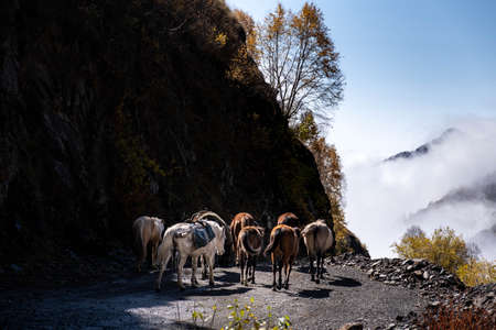 Caucasus, Georgia, Tusheti region, Omalo. A man walks with a herd of horses on the road to Omala - Tushetiの写真素材