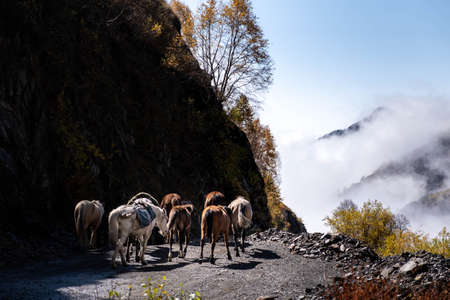 Caucasus, Georgia, Tusheti region, Omalo. A man walks with a herd of horses on the road to Omala - Tushetiの写真素材