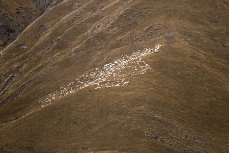 Caucasus, Georgia, Tusheti region, Omalo. a herd of goats grazing grass on a mountainsideの写真素材