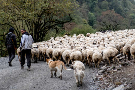 Caucasus, Georgia, Tusheti region, Omalo. Shepherds walking down with the livestock from Omalo to Alvani to spend winter.のeditorial素材