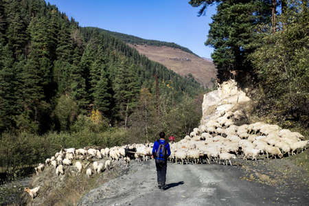 Caucasus, Georgia, Tusheti region, Omalo. A shepherd walking the cattle down the mountain from Omalo to Alvani for winterのeditorial素材