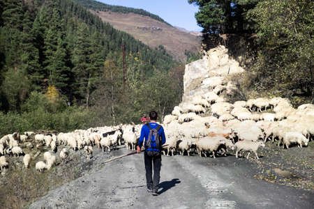 Caucasus, Georgia, Tusheti region, Omalo. A shepherd walking the cattle down the mountain from Omalo to Alvani for winterのeditorial素材