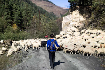 Caucasus, Georgia, Tusheti region, Omalo. A shepherd walking the cattle down the mountain from Omalo to Alvani for winterのeditorial素材