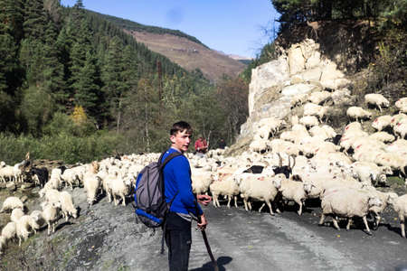 Caucasus, Georgia, Tusheti region, Omalo. A shepherd walking the cattle down the mountain from Omalo to Alvani for winterのeditorial素材