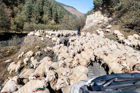 Caucasus, Georgia, Tusheti region, Omalo. A shepherd walking the cattle down the mountain from Omalo to Alvani for winterのeditorial素材