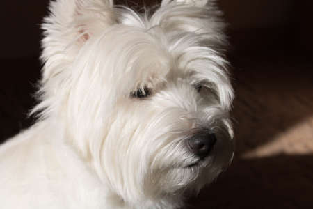 The West highland white Terrier sits on a rug.の写真素材
