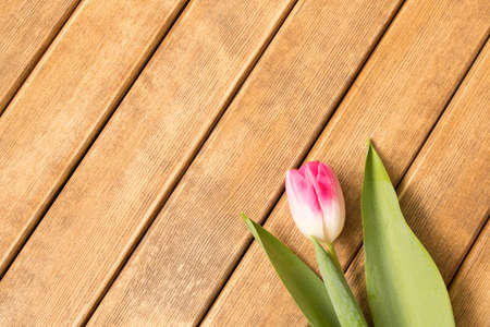 Lovely Tulip on a wooden table . Spring mood .の写真素材