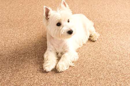 West highland white Terrier lies at home on the carpet. Best friend .の写真素材