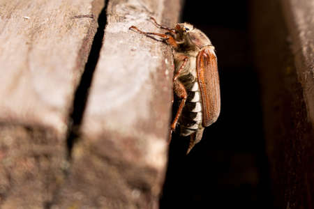 Cockchafer or May-beetle on an old wooden bench . Insect Macro .