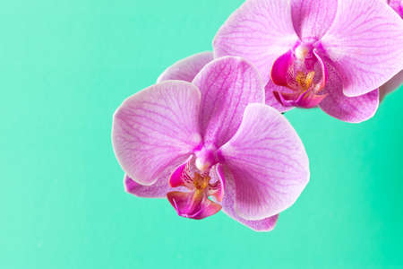 Orchid flower purple. Close up. Conceptual design for greeting card.