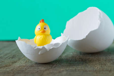 A little yellow toy chicken in an eggshell. On turquoise background.の写真素材