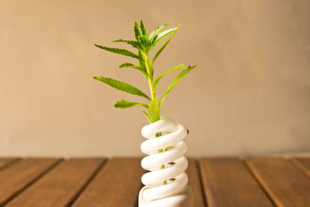 Energy-saving lamp with green sprout. The concept of energy saving.