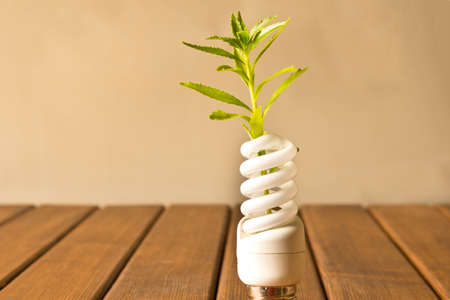 Energy-saving lamp with green sprout. The concept of energy saving.