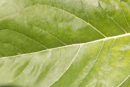The background texture of a large green sheet .  Close up.