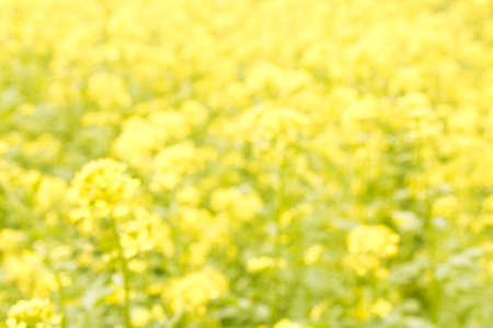 Abstract natural blurred background of flowering rapeseed.
