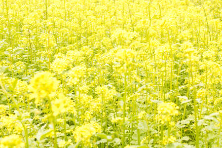Abstract natural blurred background of flowering rapeseed.
