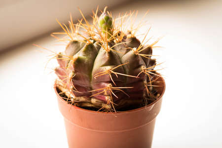 Gorgeous prickly cactus on a light background . Close up