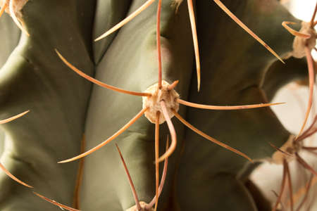 Gorgeous prickly cactus on a light background . Close up