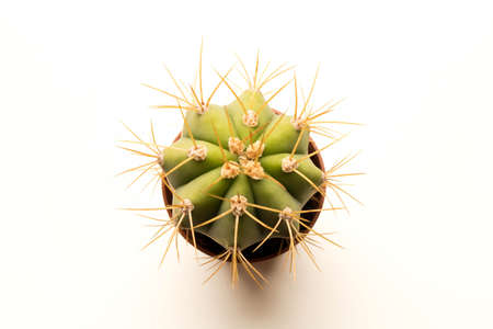 Great prickly cactus. Isolated on white background. Close up. Top view.の写真素材