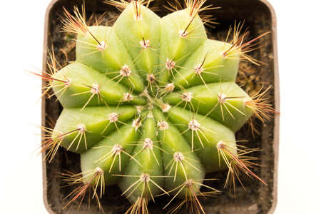 Great prickly cactus. Isolated on white background. Close up. Top view.
