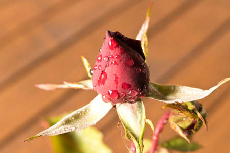Beautiful red rose in a Bud. Conceptual design of greeting card.の写真素材