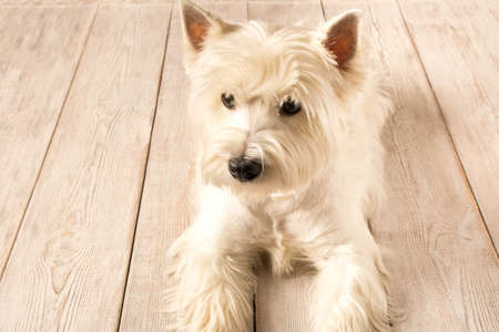 West highland white Terrier lying on a wooden floor. Close upの写真素材