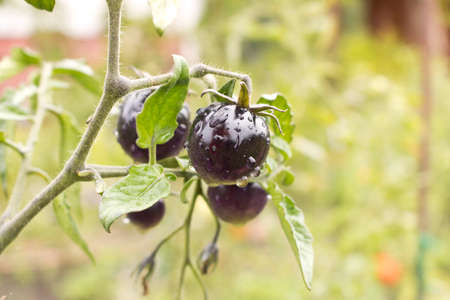 Black tomatoes in the morning dew. Branch with black tomatoes in the garden. Close upの写真素材