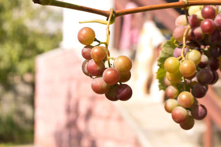 Bunches of ripe grapes on a branch among the green foliageの写真素材