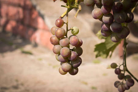Bunches of ripe grapes on a branch among the green foliageの写真素材