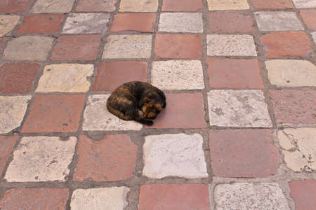 Sleeping cat on the sidewalk in the middle of the streetの写真素材
