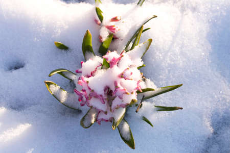 Pink hyacinth flowers in spring snow. Close up.
