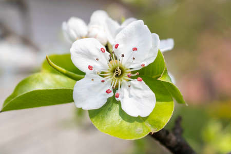 Blooming Apple tree in spring. Close up. Selective focusの写真素材
