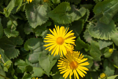 Yellow daisies. Blooming white daisies in the garden