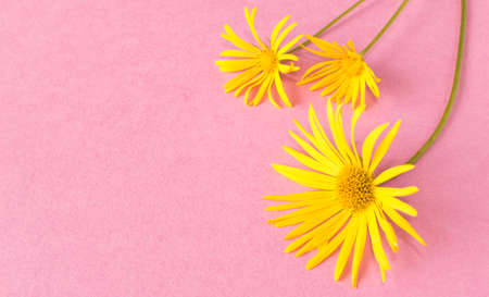 Bright spring flowers on a purple background. Close up. Selective focus.の写真素材