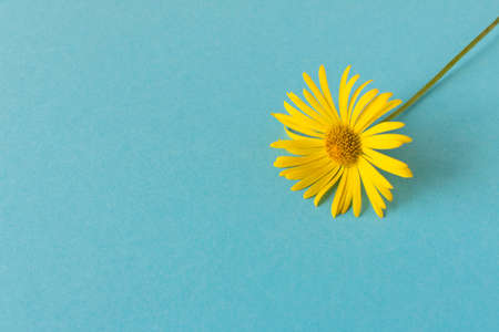 Bright spring flowers on a blue background