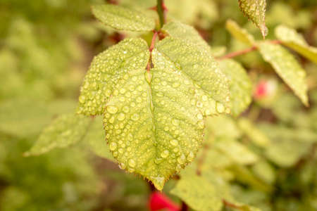 Rose leaves with raindrops in the natural environment. Close up. Selective focusの写真素材